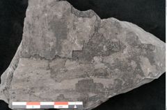 Foto (Detailansicht) von Neuropteris sp.  (NHMW-GEO-2024-0188-10703)